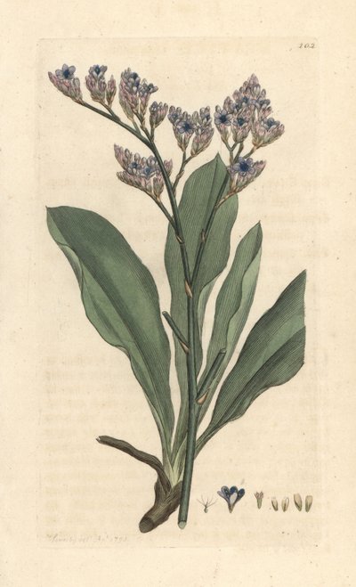 Sea lavender, Limonium vulgare (Statice limonium) (シー ラベンダー) James Smith