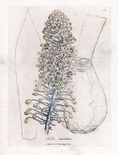 海タマネギまたは海苔、Drimia maritima。 ジェームズ・ソワービーによるウィリアム・ウッドビルの植物図とウィリアム・ジャクソン・フッカー卿の「「医療植物学」」、ジョン・ボーン、ロンドンの手彩色銅版画 作： James Sowerby