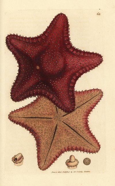 海の星またはヒトデ、Hippasteria phrygiana (Asterias equestris?)。 The British Miscellany の James Sowerby による手彩色の銅版画、または新しい、珍しい、またはほとんど知られていない動物の彩色された図。 作： James Sowerby