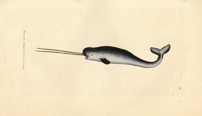 海のユニコーンまたはイッカク、モノドン monoceros。 二重の牙を持つ珍しい標本。 The British Miscellany の James Sowerby による手彩色の銅版画、または新しい、珍しい、またはほとんど知られていない動物の彩色された図。 作： James Sowerby