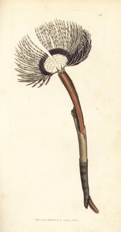 海のワーム、Amphitrite ventilabrum。 The British Miscellany の James Sowerby による手彩色の銅版画、または新しい、珍しい、またはほとんど知られていない動物の彩色された図。 作： James Sowerby