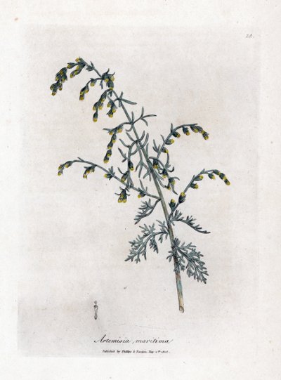 海よもぎ、Artemisia maritima。 ジェームズ・ソワービーによるウィリアム・ウッドビルの植物図とウィリアム・ジャクソン・フッカー卿の「「医療植物学」」、ジョン・ボーン、ロンドンの手彩色銅版画 作： James Sowerby