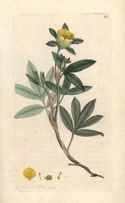シュラブ シンクフォイル、Dasiphora fruticosa または Potentilla fruticosa (Cinquefoil frutescente ou la cinquefoil shbustive) James Smith