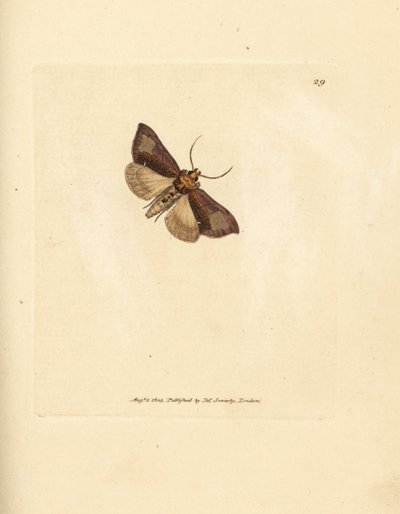 細長い磨かれたブラッセル、Thysanoplusia orichalcea (ヨークシャーの磨かれたブラッセル蛾; Phalaena Noctua aerifera)。 The British Miscellany の James Sowerby による手彩色の銅版画、または新しい、珍しい、またはあまり知られていない動物の色付きの図 作： James Sowerby