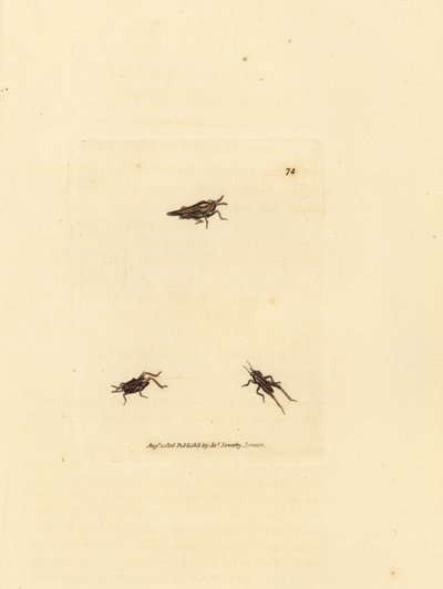 細いバッタ、Tetrix subulata (AWL 型のアクリジウム、Acrydium subulatum)。 The British Miscellany の James Sowerby による手彩色の銅版画、または新しい、珍しい、またはほとんど知られていない動物の彩色された図。 作： James Sowerby