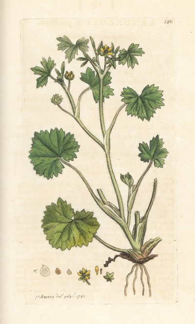 スモールフラワー キンポウゲ、Rananculus parviflorus (キンポウゲ) ロンドンの James Smith