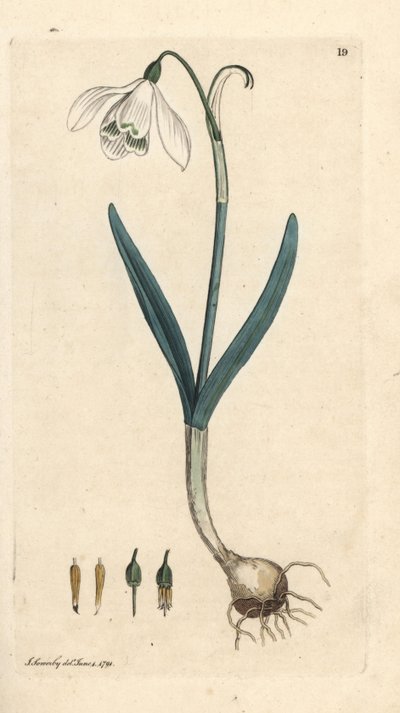 スノー ドロップ、Galanthus nivalis。 James Smith