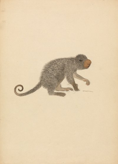 南米ヤマアラシ 作： James Sowerby