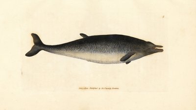 ツチクジラ、Mesoplodon bidens (Physeter bidens、二歯マッコウクジラ)。 The British Miscellany の James Sowerby による手彩色の銅版画、または新しい、珍しい、またはほとんど知られていない動物の色付きの図。 作： James Sowerby