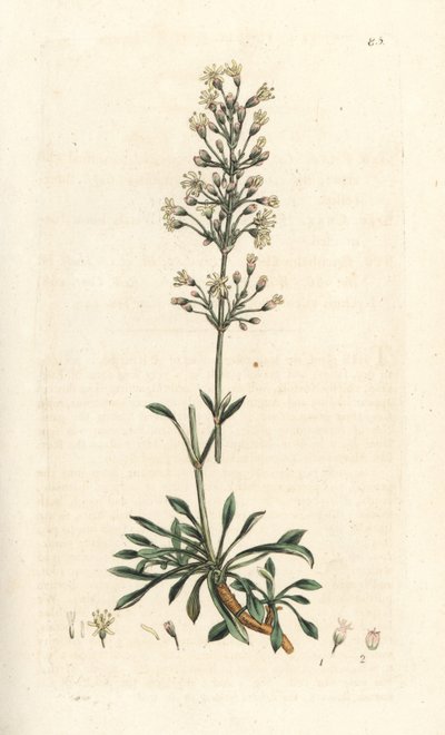 スペインのキャッチフライ、Silene otites (Spanish campion, Cucubalus otites) (silene a small leaves) James Smith