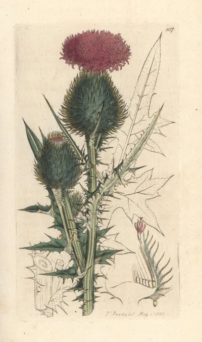 槍アザミ、Cirsium vulgare (Carduus lanceolatus) (Common Cirse) James Smith