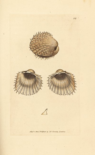 とげのあるザルガイ、Acanthocardia aculeata (Cardium spinosum)。 The British Miscellany の James Sowerby による手彩色の銅版画、または新しい、珍しい、またはほとんど知られていない動物の彩色された図。 作： James Sowerby