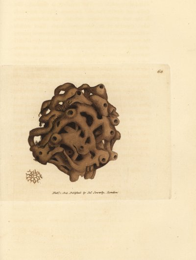 海綿、Haliclona cinerea (キャンセルされた海綿、Spongia cancellata)。 The British Miscellany の James Sowerby による手彩色の銅版画、または新しい、珍しい、またはほとんど知られていない動物の彩色された図。 作： James Sowerby