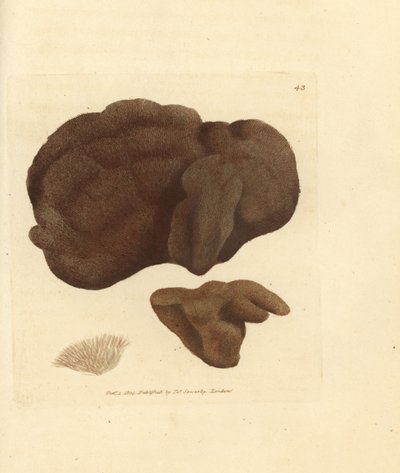 スポンジ、Spongionella pulchella（スポンジア・プルケラ）。 The British Miscellany の James Sowerby による手彩色の銅版画、または新しい、珍しい、またはほとんど知られていない動物の人物の彩色された人物。 作： James Sowerby