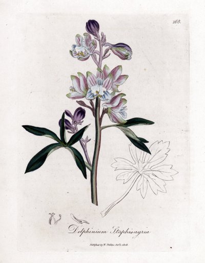 シラミまたは痛風または野生のブドウが付いている草 - ヤシのラークスパーまたは stavesacre、Delphinium staphisagria。 ウィリアム・ウッドヴィルとサー・ウィリアム・ジャクソン・Hのジェームズ・ソワービーによる植物のイラストからの手彩色の銅版画の彫刻 作： James Sowerby