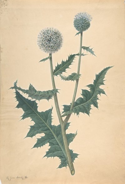 1822年以前のアザミの研究。 作： James Sowerby