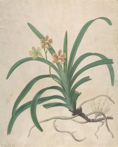 蘭の研究、ヴァンダ・ロクスベリア、1822年以前。 作： James Sowerby
