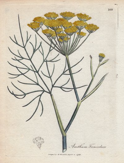 スイート フェンネル (またはプロヴァンス フェンネル)。 ジェームズ・ソワービー (1757-1822) の素描からの手彩色の銅版画、薬草植物所蔵 作： James Sowerby