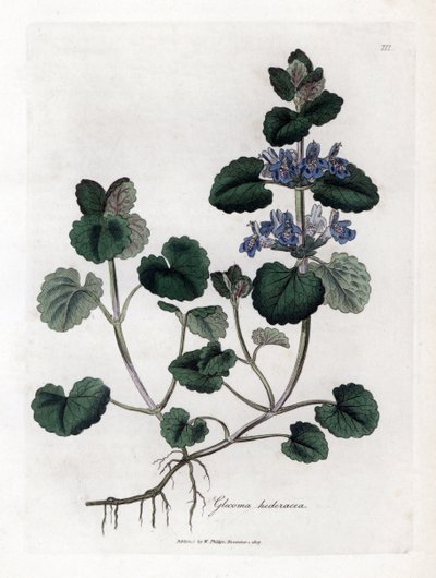 陸生ツタ - グラウンド アイビー、Glecoma hederacea。 ジェームズ・ソワービーによるウィリアム・ウッドビルの植物図とウィリアム・ジャクソン・フッカー卿の「「医学植物学」」、ジョン・ボーン、ロンドンの手彩色の銅版画 作： James Sowerby