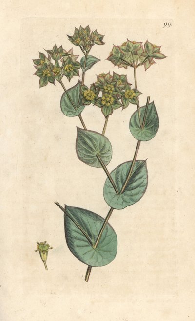 スローワックス、Bupleurum rotundifolium。 James Smith