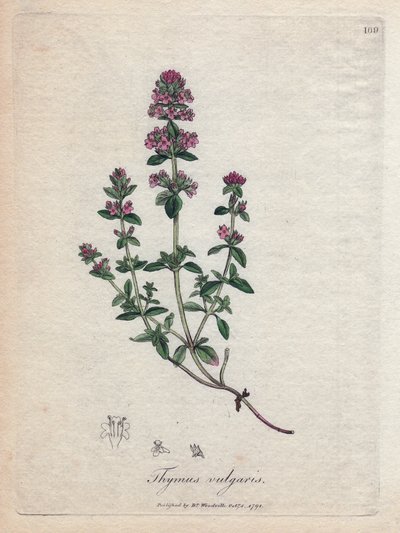 タイム（尋常性胸腺）。 James Sowerby によるイラストからの手彩色の銅版画。 ウィリアム・ウッドヴィルとサー・ウィリアム・ジャクソン・フッカーの著書「「薬用植物」」からの抜粋 1832. 作： James Sowerby