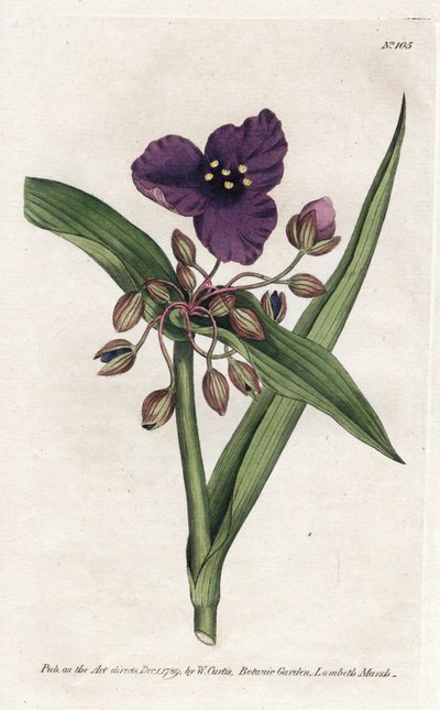 Tradescantia ou setcreasee - James Sowerby (1757-1822) によるリトグラフ、William Curtis