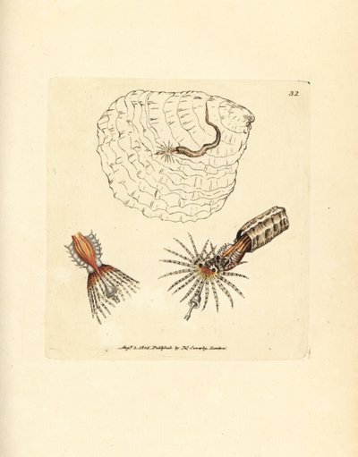 チューブを作るアネリッド ファンワーム、Spirobranchus triqueter。 The British Miscellany の James Sowerby による手彩色の銅版画、または新しい、珍しい、またはほとんど知られていない動物の彩色された図。 作： James Sowerby