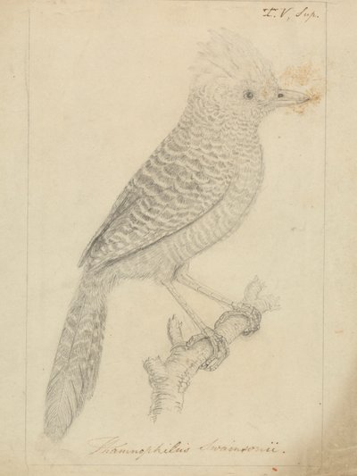 房状アリ 作： James Sowerby