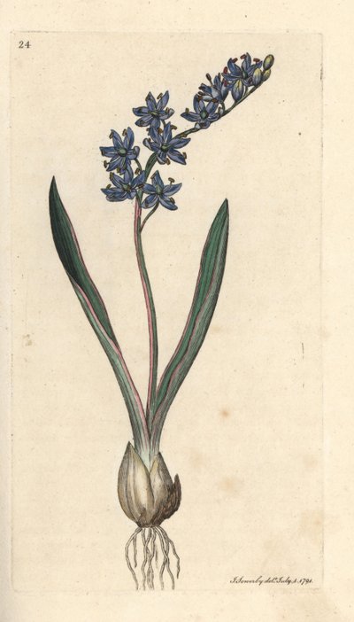 2 枚葉のウズラ、Scilla bifolia ロンドンの James Smith
