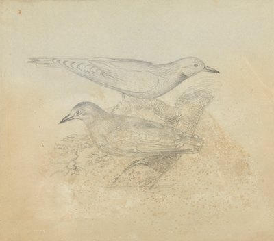 枝に 2 羽の鳥 作： James Sowerby