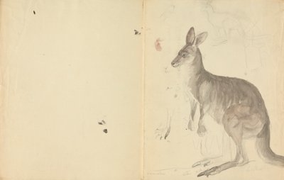 詳細と 2 つのカンガルー 作： James Sowerby