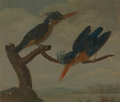 湖のそばの 2 つのカワセミ 作： James Sowerby