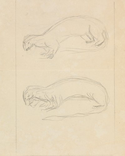 2匹のイタチ 作： James Sowerby