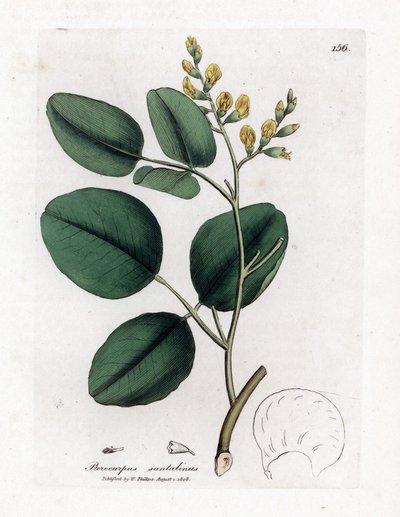 マメ科の変種 (マメ科) - 赤いサンダルウッド、Pterocarpus santalinus。 ウィリアム・ウッドヴィルのジェームス・ソワービーによる植物のイラストからの手彩色の銅版画とウィリアム・ジャクソン・フッカー卿の「「医学植物学」」、ジョン・ボーン、ロンドン 作： James Sowerby