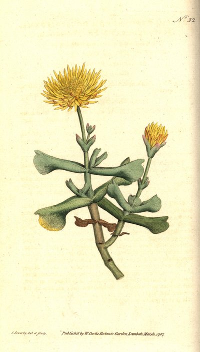 フィコイドの変種 - 手斧葉のイチジク マリーゴールド、Mesembryanthemum dolabriforme。 James Sowerby による手彩色の銅版画と植物のイラスト、William Curtis の The Botanical Magazine、ランベス マーシュ、ロンドン 作： James Sowerby