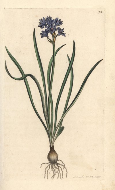 Vernal or spring squill, Scilla verna (Spring Scille) James Smith