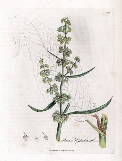 ウォーター ペイシェンスまたはアクアティック ペイシェンス - グレート ウォーター ドック、Rumex Hydrolapathum。 ジェームズ・ソワービーによるウィリアム・ウッドビルの植物図とウィリアム・ジャクソン・フッカー卿の「「医療植物学」」、ジョン・ボーン、ロンドンの手彩色銅版画 作： James Sowerby