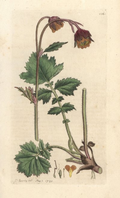 Water avens, Geum rivere ロンドンの James Smith