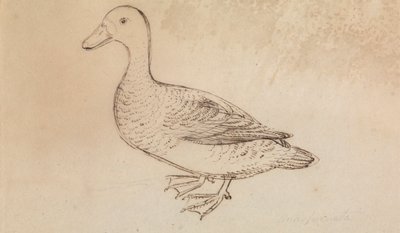 Pato assobiador de cara branca 作： James Sowerby