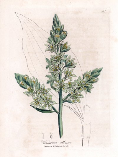 White Veratre (以前の white helebore) - White helebore、Veratrum のアルバム。 ジェームズ・ソワービーによるウィリアム・ウッドビルの植物図とウィリアム・ジャクソン・フッカー卿の「「医療植物学」」、ジョン・ボーン、ロンドンの手彩色銅版画 作： James Sowerby
