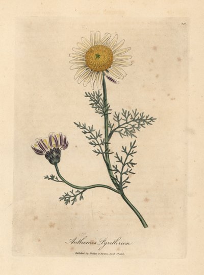 白と黄色のスパニッシュ カモミール、Anthemis 除虫菊 作： James Sowerby
