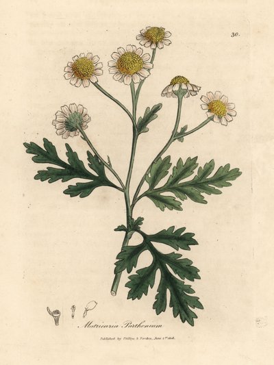 白と黄色の花のナツシロギク、マトリカリア パルテニウム 作： James Sowerby