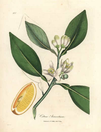 オレンジの木、Citrus aurantium の白い花と熟した果実の部分 作： James Sowerby