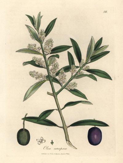 ヨーロッパのオリーブの木に白い花が咲き、果物、Olea europaea 作： James Sowerby