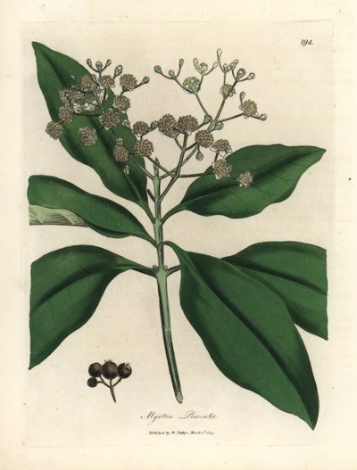 白い花のオール スパイス ツリー、Myrtus pimenta 作： James Sowerby