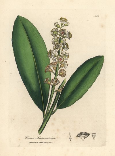 白い花の咲く桜月桂樹、Prunus laurocerasus 作： James Sowerby