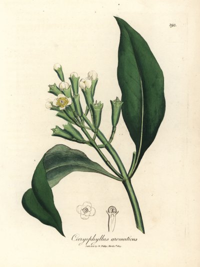 白い花のクローブ スパイス ツリー、Caryophyllus 芳香族 作： James Sowerby