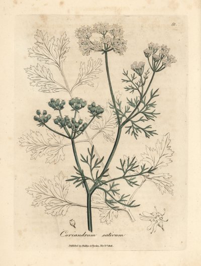 白い花のコリアンダー、Coriandrum sativum 作： James Sowerby