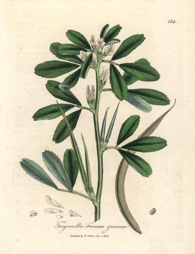 白い花が咲くフェヌグ リーク シード ポッド、Trigonella foenum graecum 作： James Sowerby
