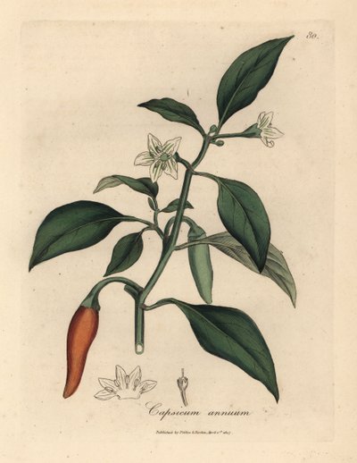 白い花、緋色のモルモット、Capsicum annuum 作： James Sowerby
